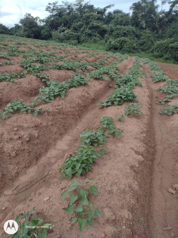 Sítio, 38 hectares - Foto 3