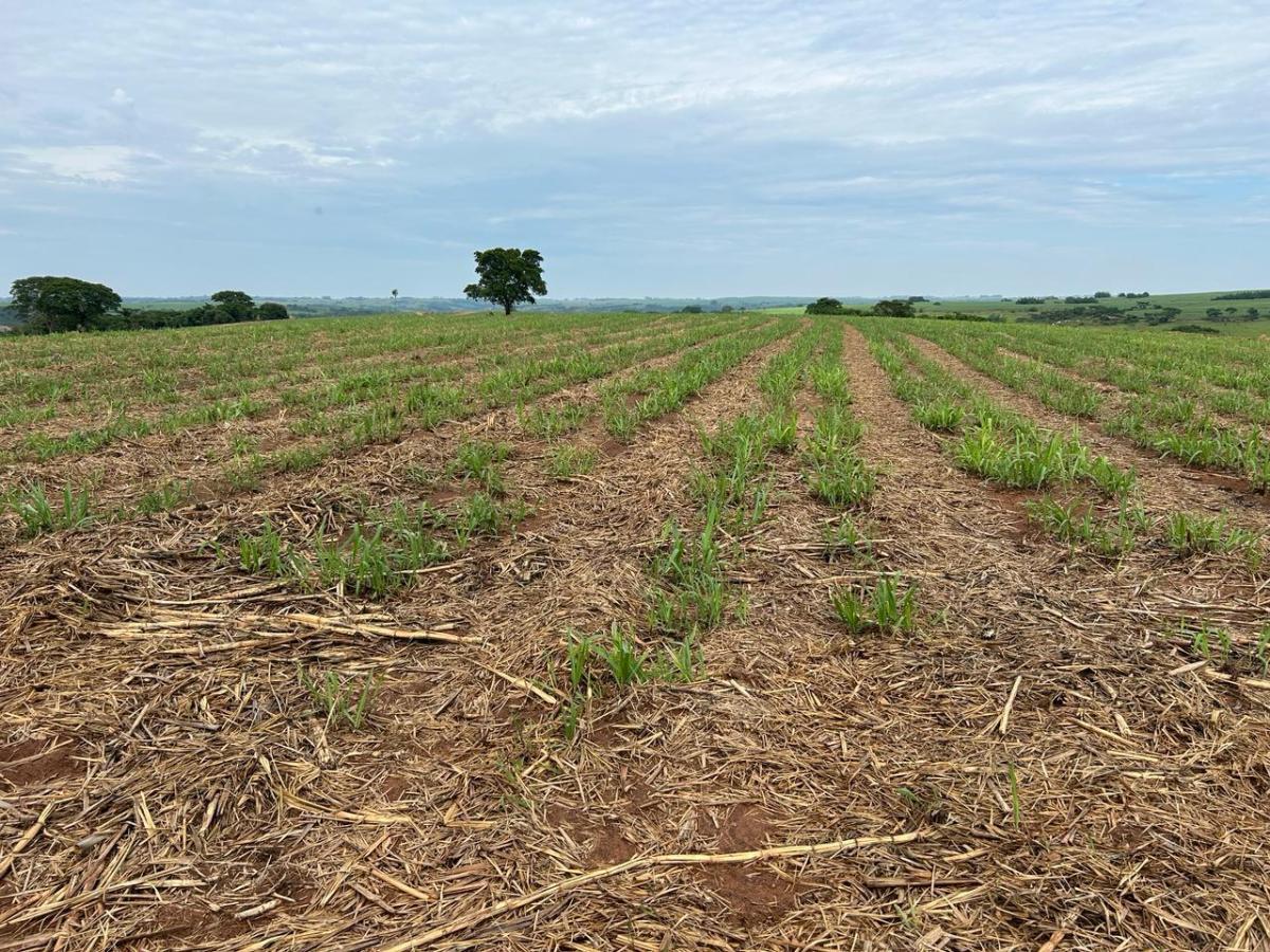 Sítio, 38 hectares - Foto 1