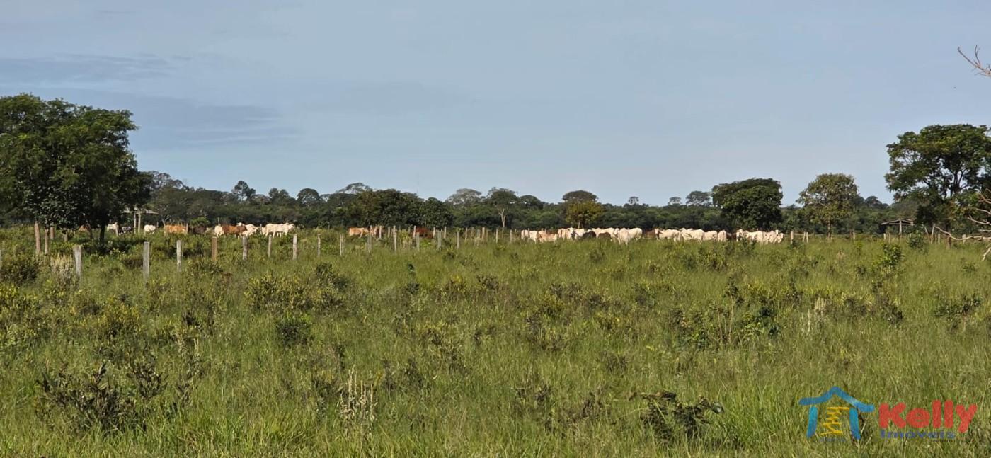 Chácara, 97 hectares - Foto 11