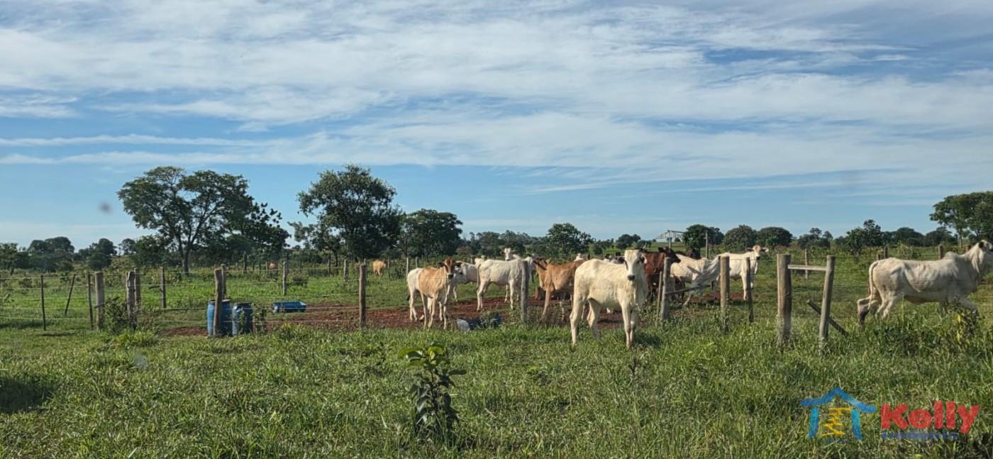 Chácara, 97 hectares - Foto 62