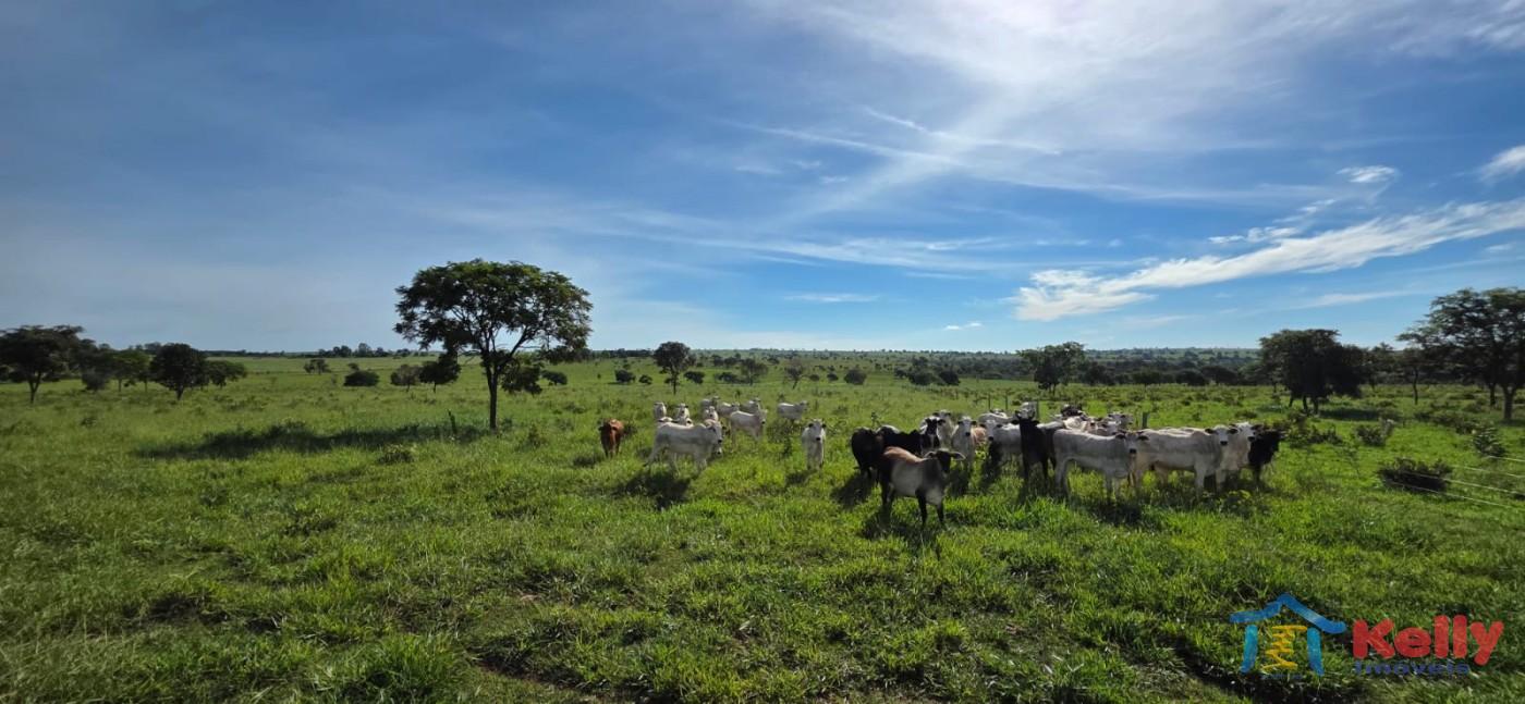 Chácara, 97 hectares - Foto 63
